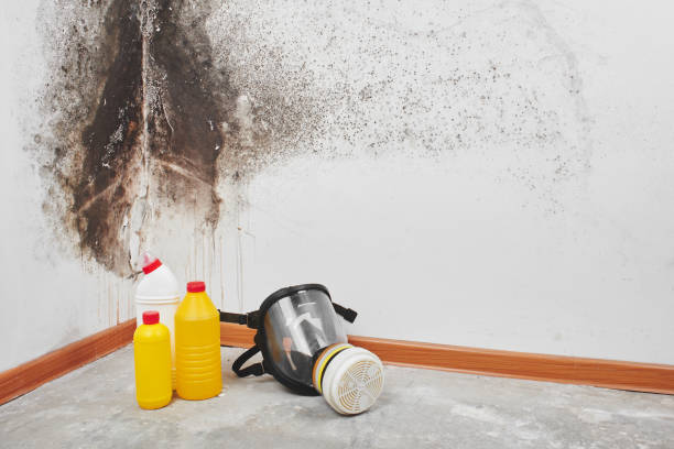 Best Mold Removal Company Near Me  in Crivitz, WI