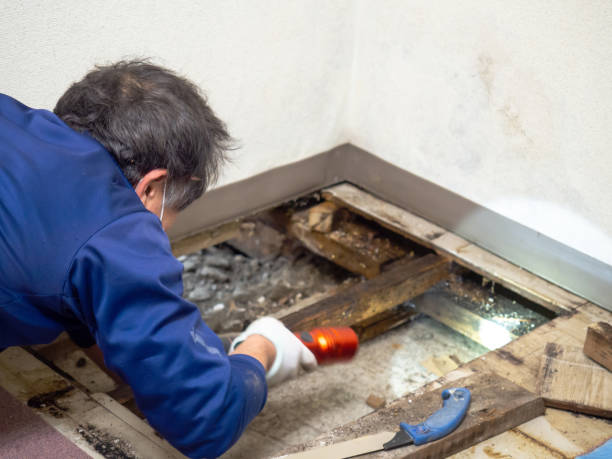 Best Toxic Mold Removal  in Crivitz, WI