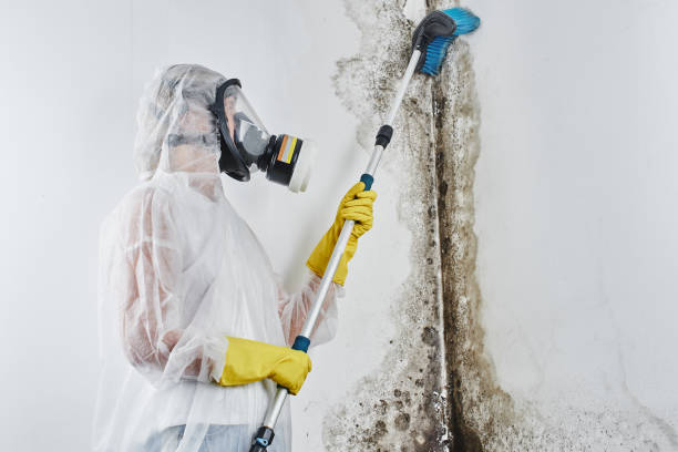 Best Home Mold Removal  in Crivitz, WI