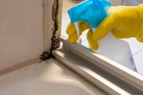 Best Toxic Mold Removal  in Crivitz, WI