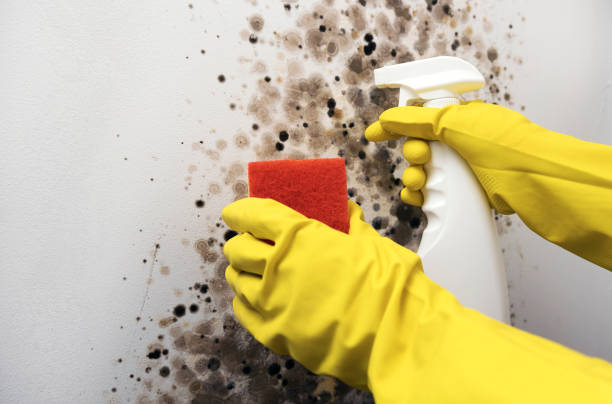 Best Mold Removal Company Near Me  in Crivitz, WI