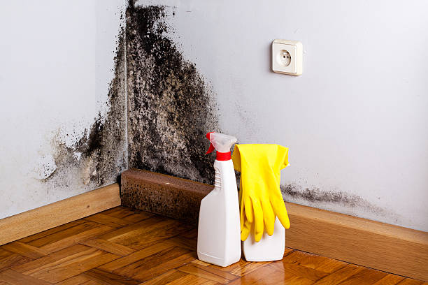 Best Toxic Mold Removal  in Crivitz, WI