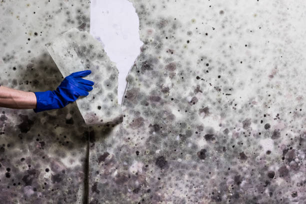 Best Professional Mold Removal  in Crivitz, WI