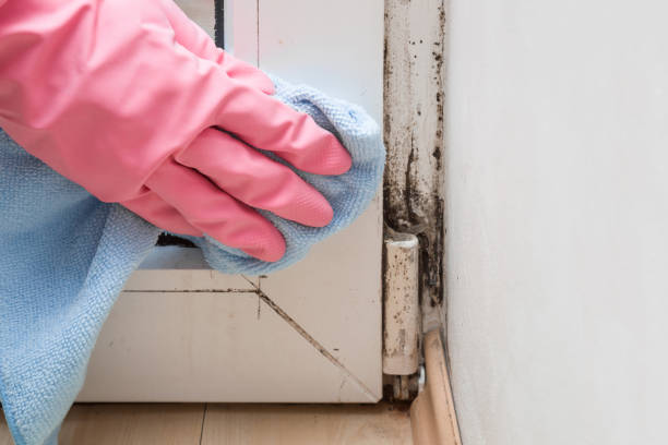 Best Mold Removal Near Me  in Crivitz, WI