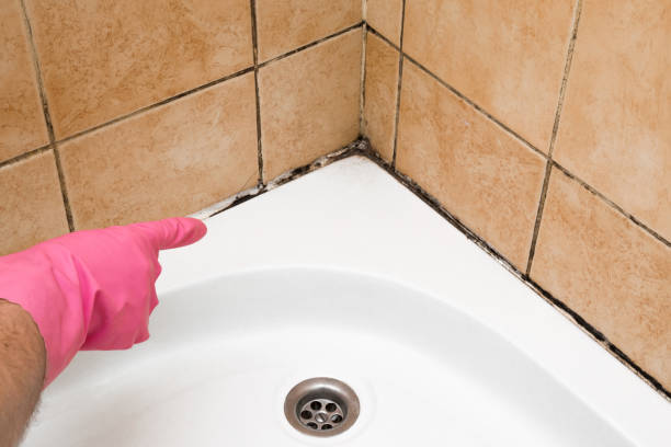Best Commercial Mold Removal  in Crivitz, WI